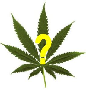 Cannabis-Question-Mark